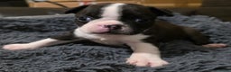 Boston Terrier dogs for sale: Stunning KC Reg Boston Terrier last girl left - Advert 32