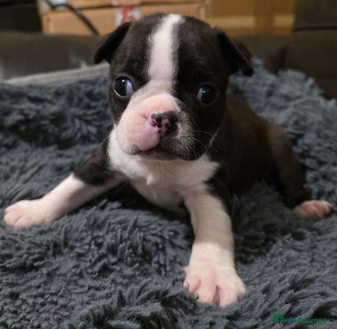Boston Terrier dogs for sale: Stunning KC Reg Boston Terrier last girl left - Advert 32