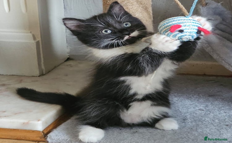 Mixed Breed cats - Advert 1