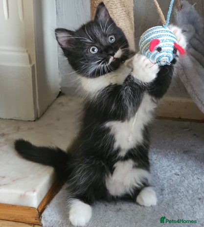 Mixed Breed cats - Advert 1