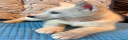 Siberian Husky dogs for sale: White Girl Husky ready to find her forever home - Advert 11