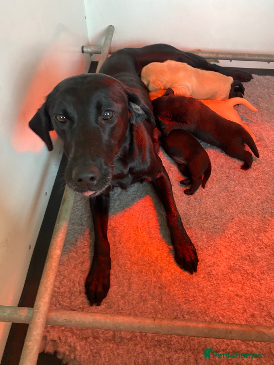 Labrador Retriever dogs for sale: Working Lab pups from 5⭐️ licensed breeders - Image 4
