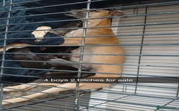 Lurcher dogs for sale: Narla and blue's pups - Image 6