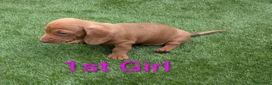 Dachshund Puppy 1