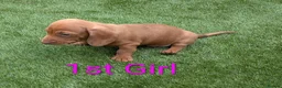 Dachshund dogs for sale: 4 Beautiful miniature Dachshunds puppies for sale - Advert 8