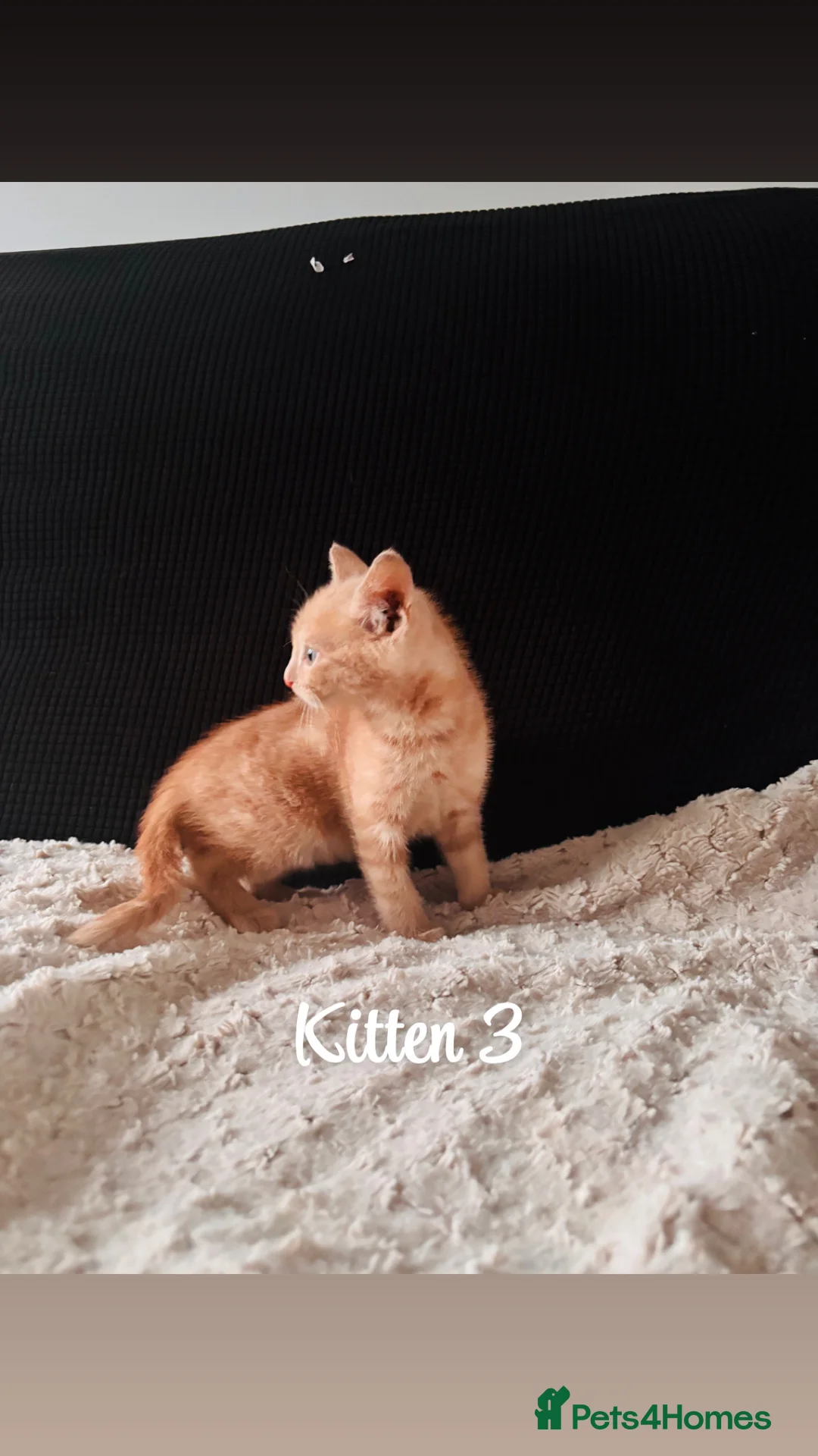 Domestic Shorthair cats for sale: Ginger kittens - Advert 11