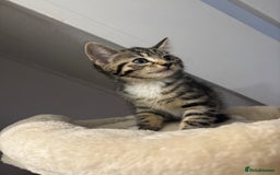 Domestic Shorthair cats for sale: 3 female kittens - Image 5