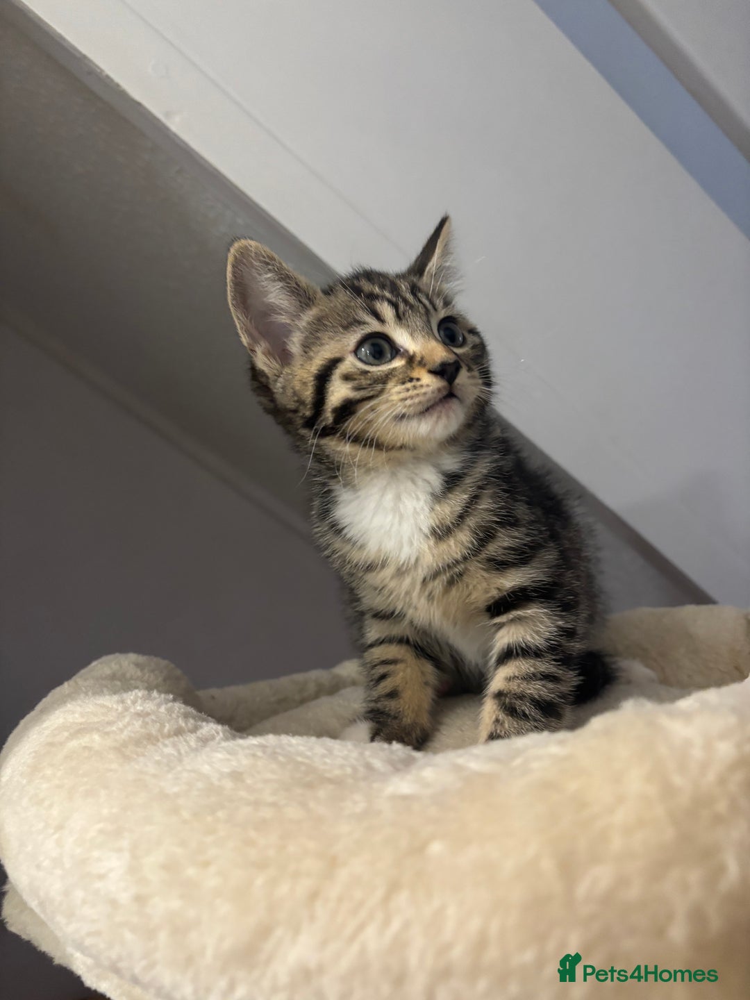 Domestic Shorthair cats for sale: 3 female kittens - Image 5