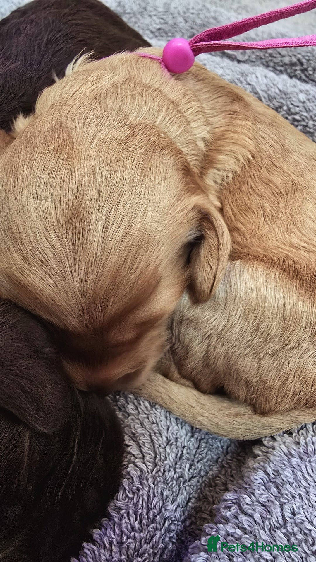 Cockapoo dogs for sale: Champion Line 🏆 F1 Miniature Cockapoo Puppies  - Image 19