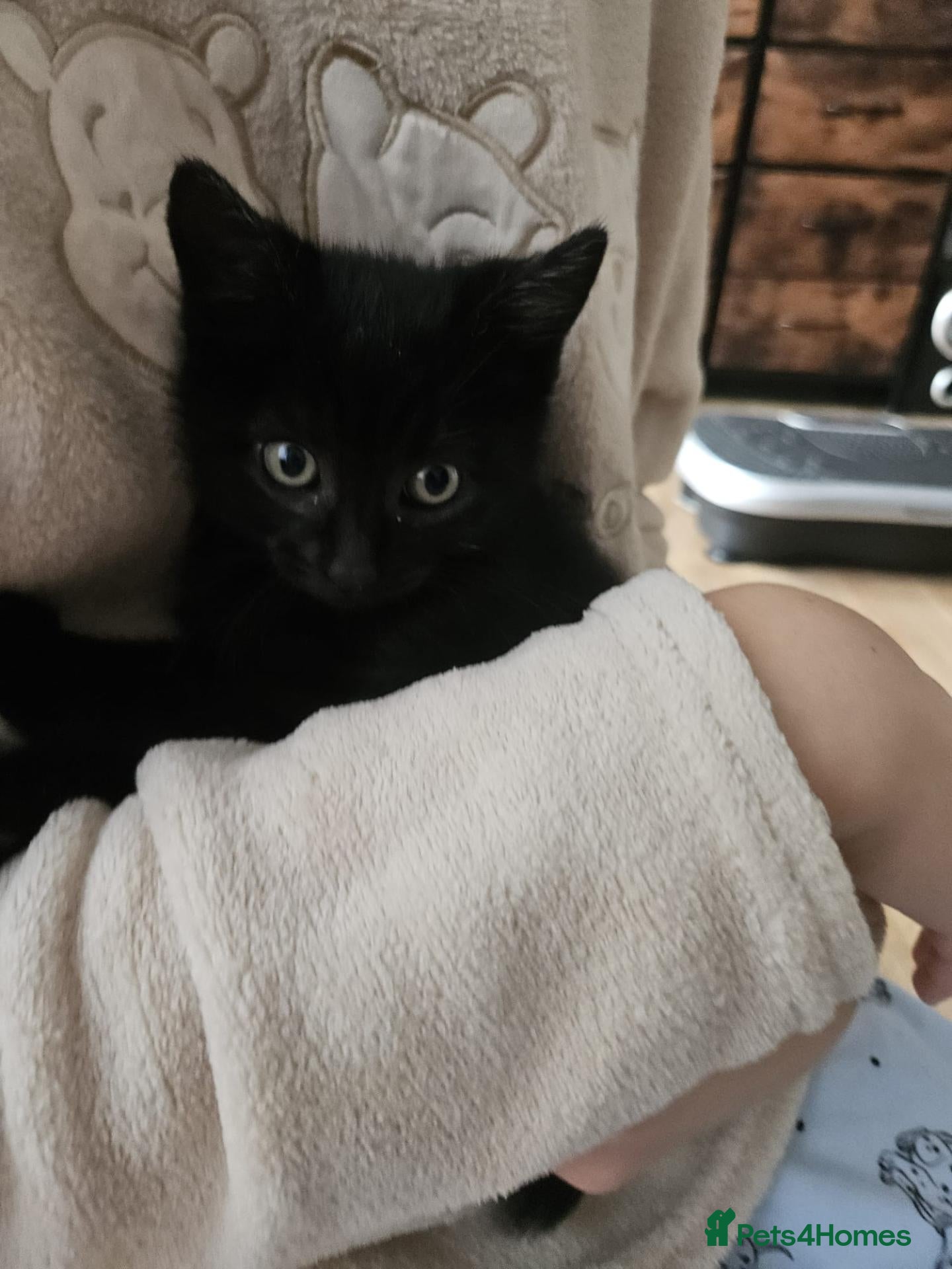 Mixed Breed cats for sale: 💗🐾3 Gorgouse Little Girl Kittens💗🐾 - Advert 8