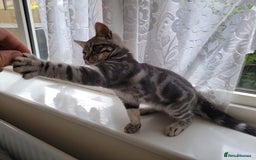 British Shorthair cats for sale: Ready to collect, British Shorthair Silver Tabby in Rochester - Image 5