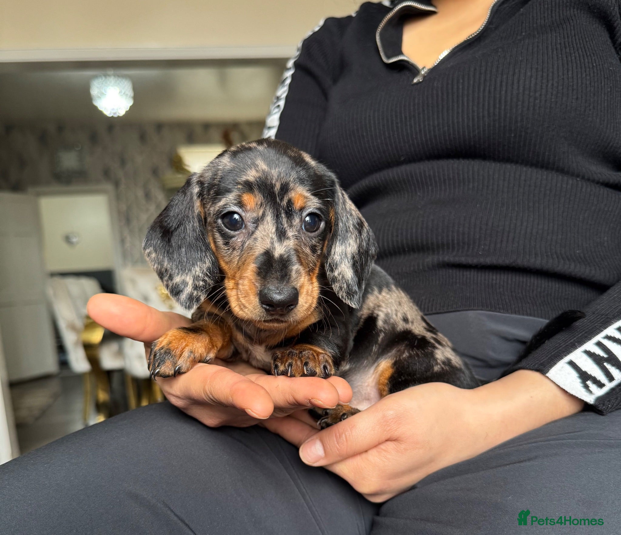 Miniature Dachshund dogs Miniature dachshund puppies  - Advert 1