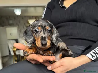 Miniature Dachshund dogs Miniature dachshund puppies - Advert 8