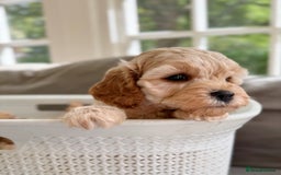 Cavapoo dogs for sale: F1b health tested cavapoo - Image 27