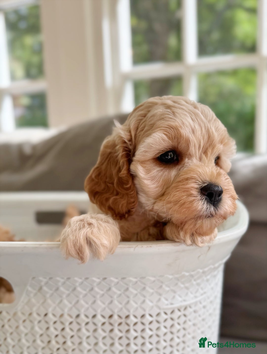 Cavapoo dogs for sale: F1b health tested cavapoo - Image 27