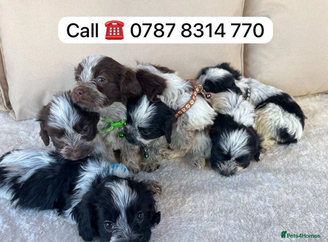 Cockapoo dogs for sale: cockapoos puppies F1 3 boys 2 girls  - Advert 9
