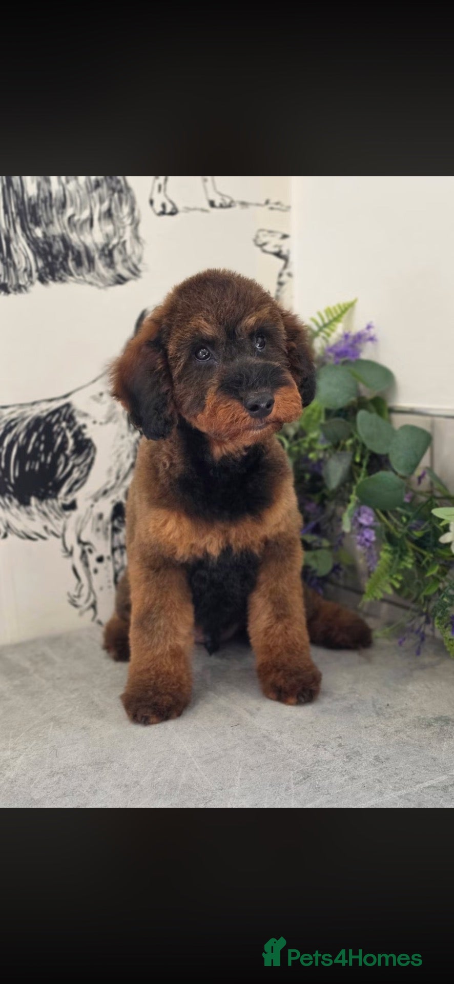 Toy Poodle dogs Beautiful boy looking for forever home  - Advert 2