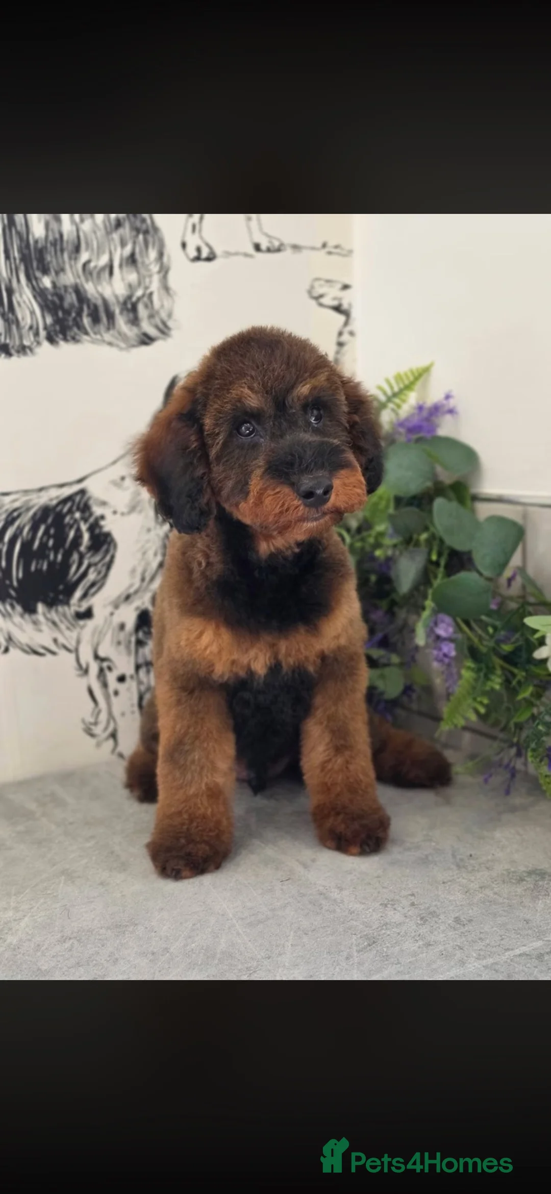 Toy Poodle dogs for sale: Beautiful boy looking for forever home  in Clitheroe - Advert 1