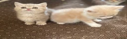 Munchkin cats for sale: Full Pedigree Munchkin Kittens - Advert 5