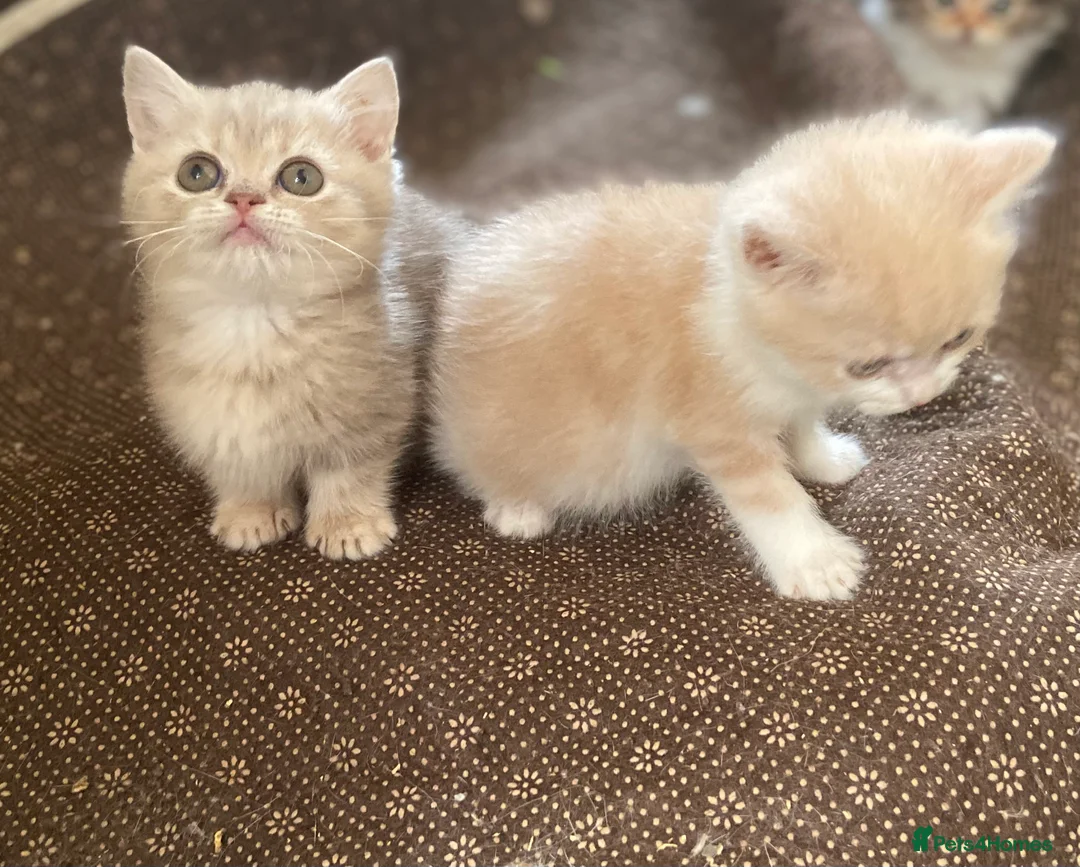 Munchkin cats for sale: Full Pedigree Munchkin Kittens - Advert 5