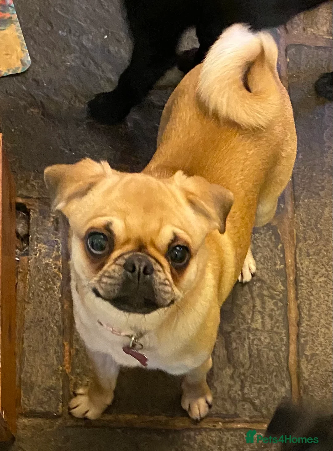 Mixed Breed dogs for sale: Adorable 5 yr old penny needs a loving home - Advert 1