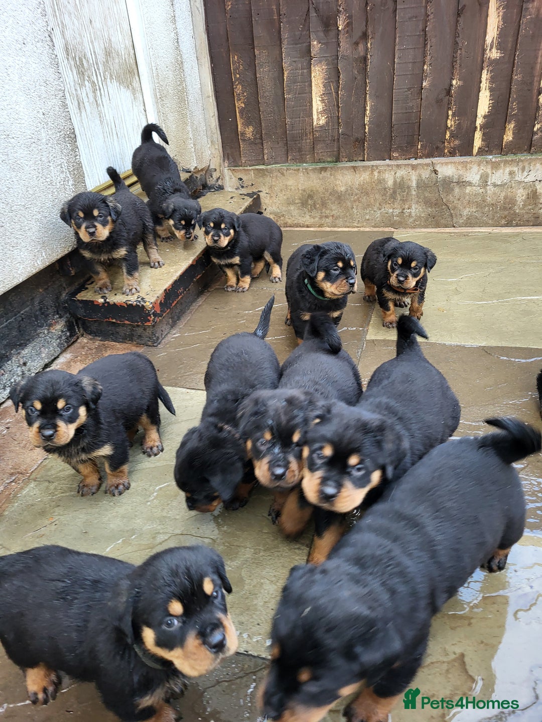 Rottweiler dogs for sale: Rotty pupps for sale 13 ( 6 girl 6 boy) left - Advert 8