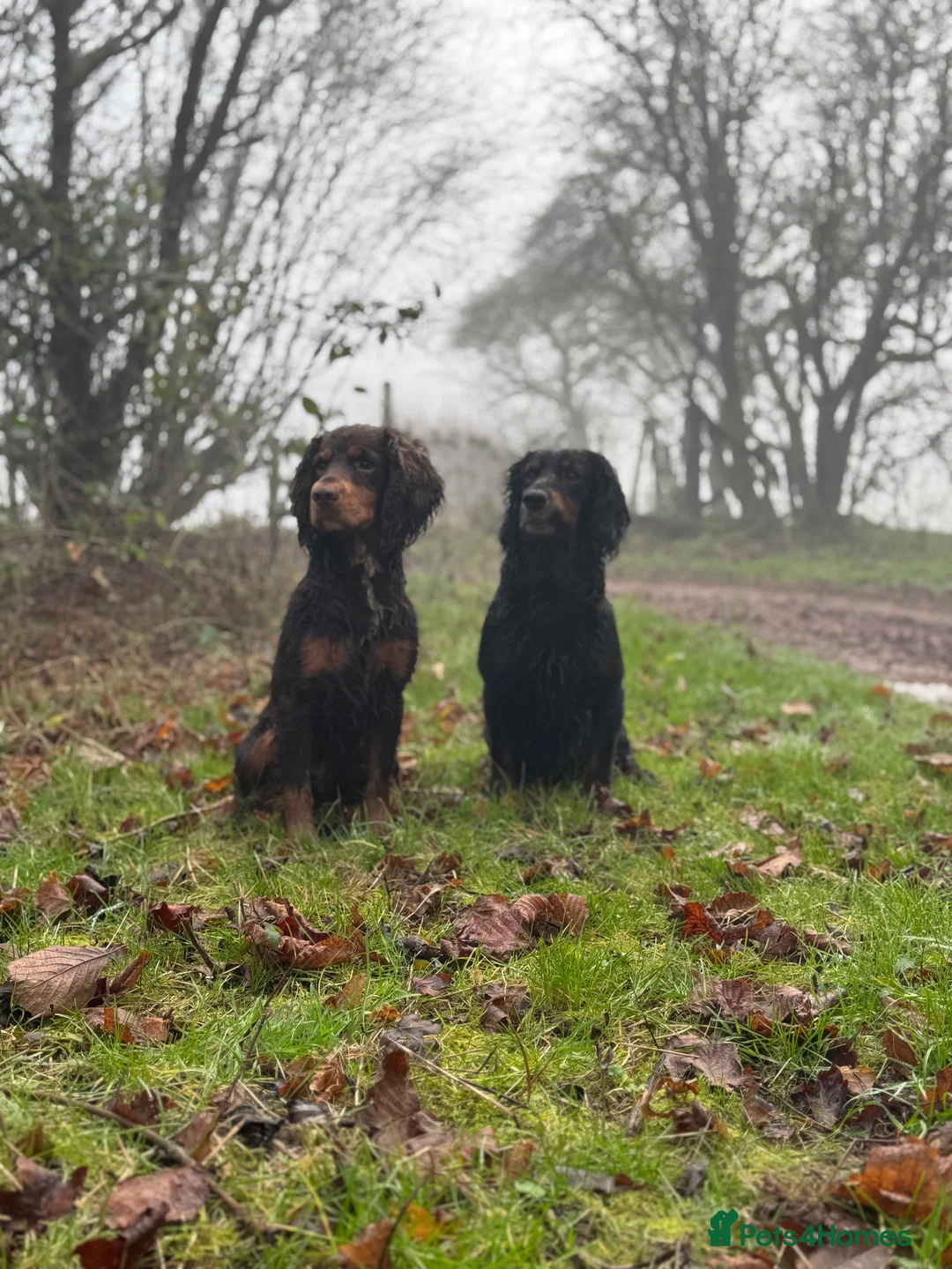 Cocker Spaniel dogs for stud: BEAUTIFUL Black and Tan ‘Brodie’ in Ross-on-Wye - Advert 5