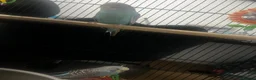 Budgerigars birds for sale: Two beautiful male budgies for sale  - Advert 3