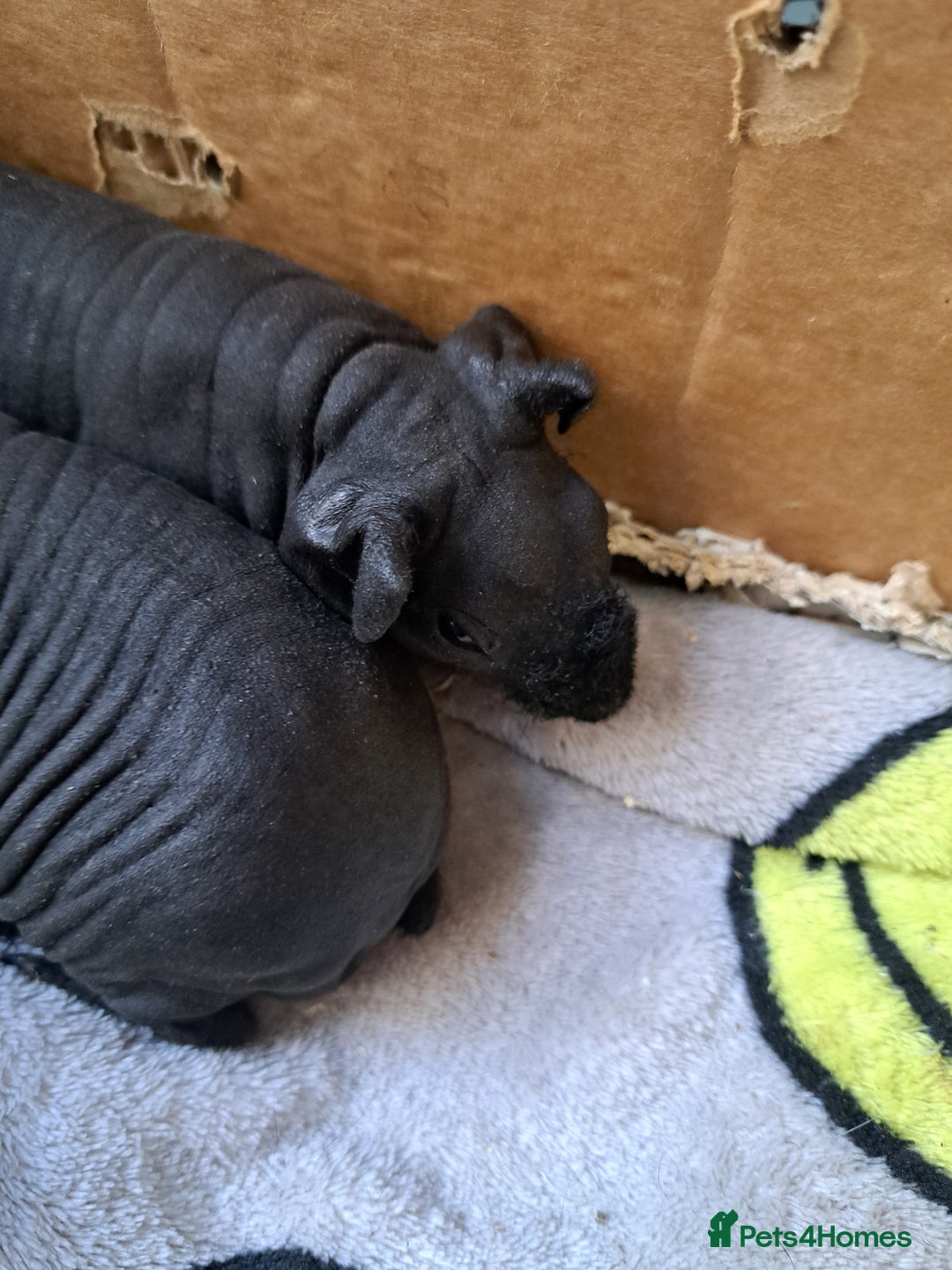 Guinea Pig rodents for sale: Baby Male Skinny Pigs For Sale  - Image 3