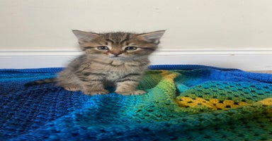 British Shorthair cats - Advert 6