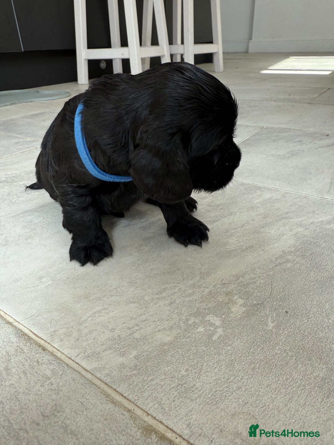 Cocker Spaniel dogs for sale: ****only 2 left****Stunning cocker puppies - Image 11