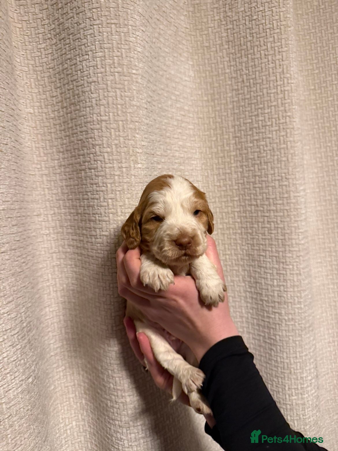 Cocker Spaniel dogs Cocker spaniel pups available to reserve  - Advert 16