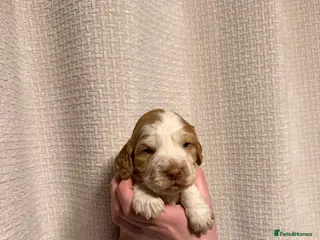 Cocker Spaniel dogs Cocker spaniel pups available to reserve - Advert 16