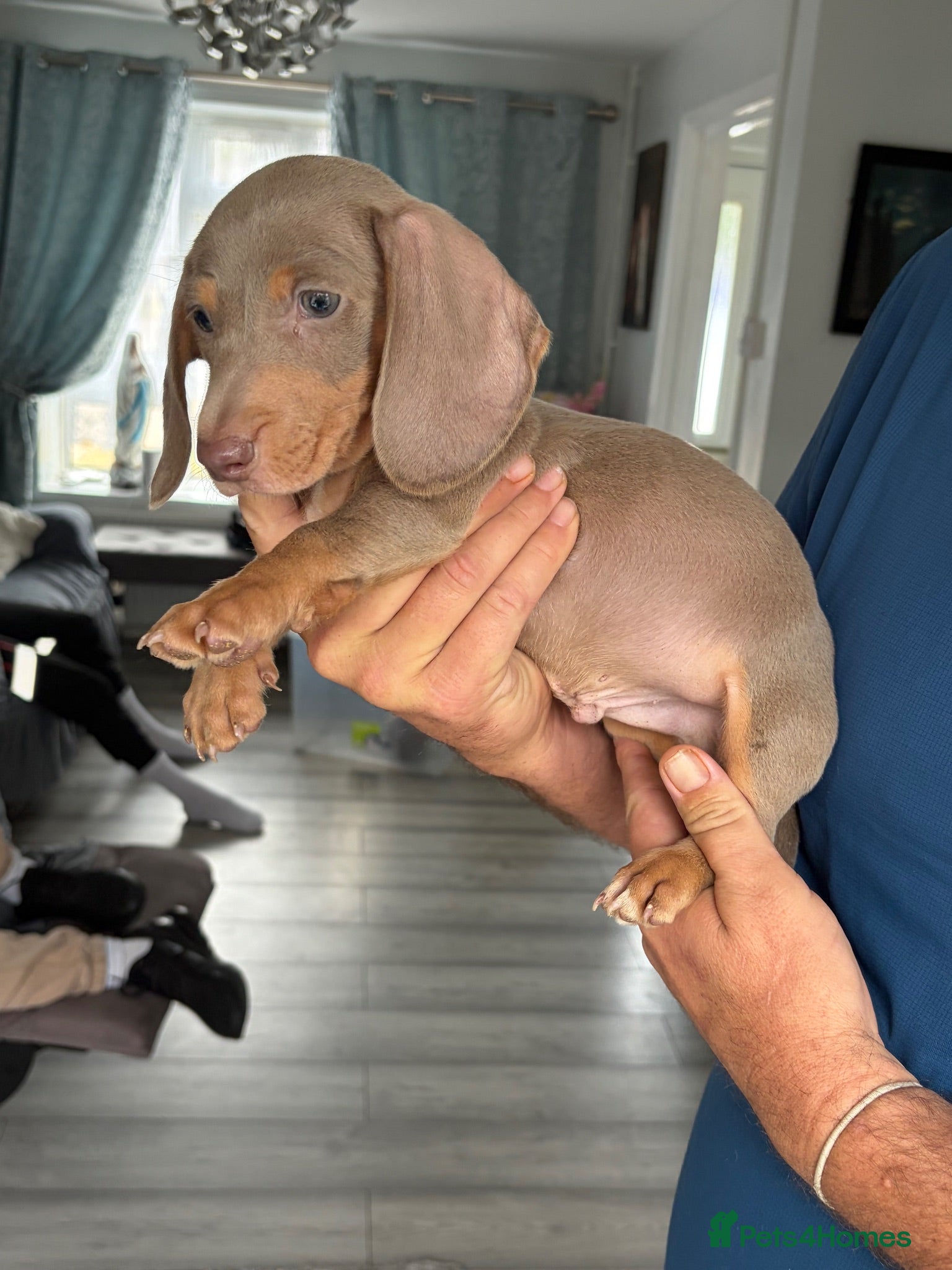 Dachshund dogs Isabella tan dachshunds  1 male puppy left! - Advert 5