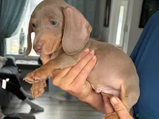Dachshund dogs Isabella tan dachshunds 1 male puppy left! - Advert 5