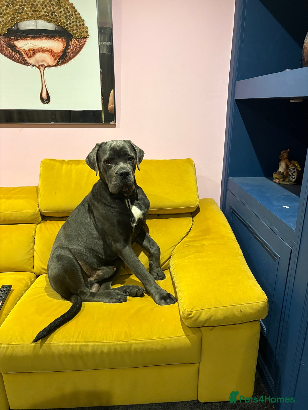 Cane Corso dogs for sale: Stunning Pedigree Cane Corso - Image 1