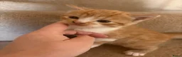 British Longhair cats for sale: Beautiful ginger and tortoiseshell kittens  - Advert 23