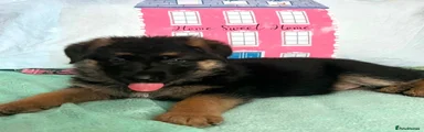 German Shepherd 4
