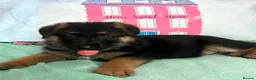 German Shepherd dogs for sale: German sheperd puppies Champion line - Advert 22