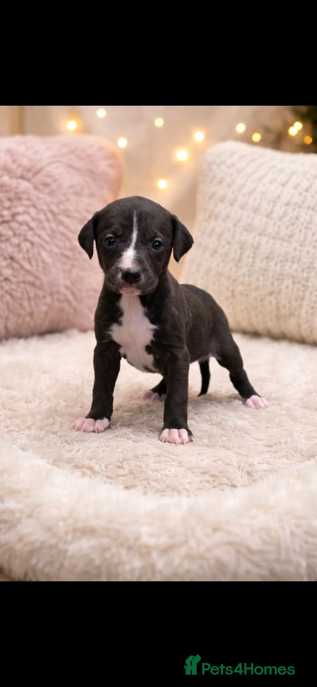 Mixed Breed dogs for sale: Whippet cross lurcher - Advert 12