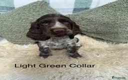 Cocker Spaniel dogs for sale: KC Registered Show Type Cocker Spaniels - Image 1