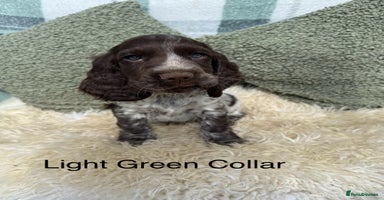 Cocker Spaniel dogs - Advert 2