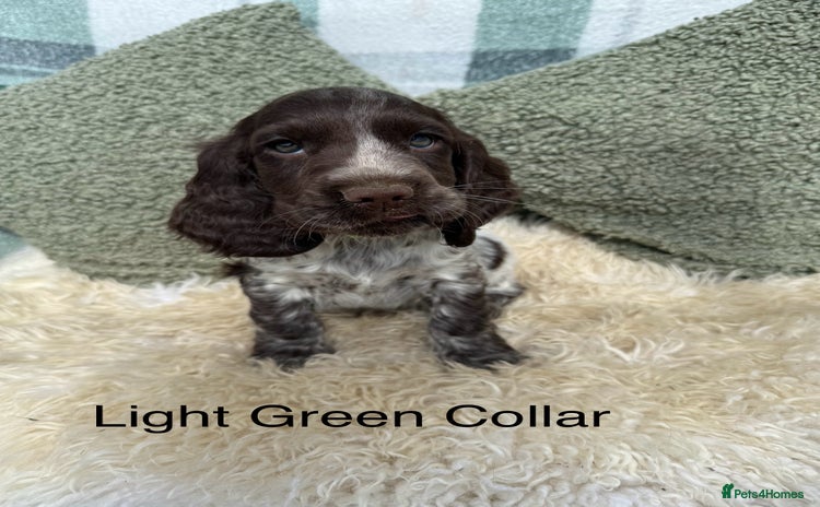 Cocker Spaniel dogs - Advert 4