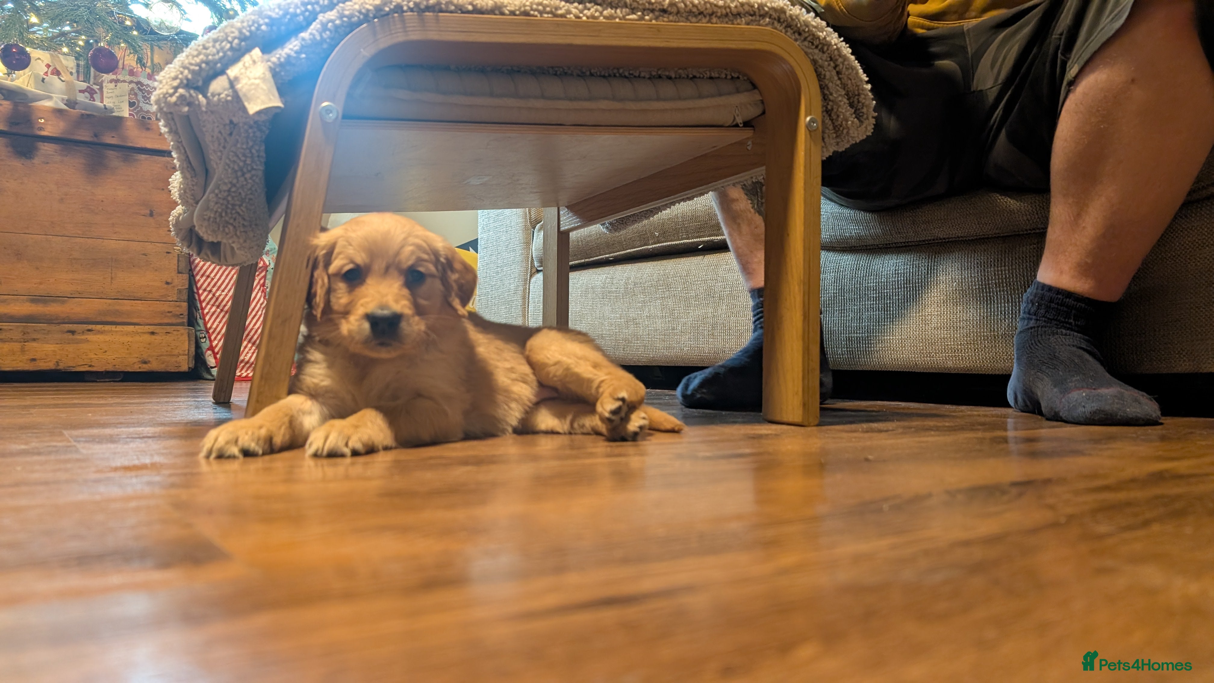 Golden Retriever dogs KC Reg Working Golden Retriever Puppies  - Advert 15