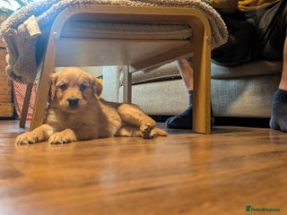 Golden Retriever dogs KC Reg Working Golden Retriever Puppies - Advert 2