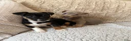 Jack Russell dogs for sale: Jack Russell Puppies - Advert 10