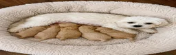 Maltipoo dogs for sale: F1 Maltipoo’s READY NOW - Advert 7