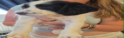 English Springer Spaniel dogs for sale: Springer spaniel puppies for sale  - Advert 12