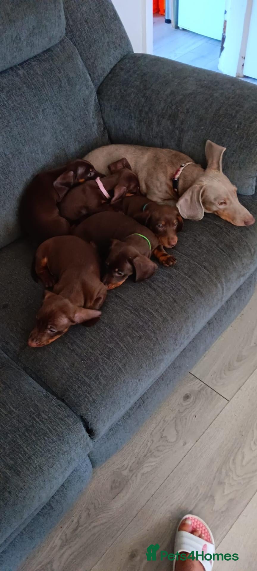 Miniature Dachshund dogs 🐾 Gorgeous Chocolate & Tan Dachshund Pups 🐾 - Advert 4