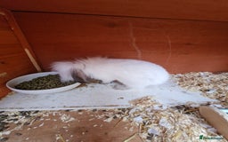 Lionhead rabbits for sale: Male Lionhead looking for his loving home  - Image 4